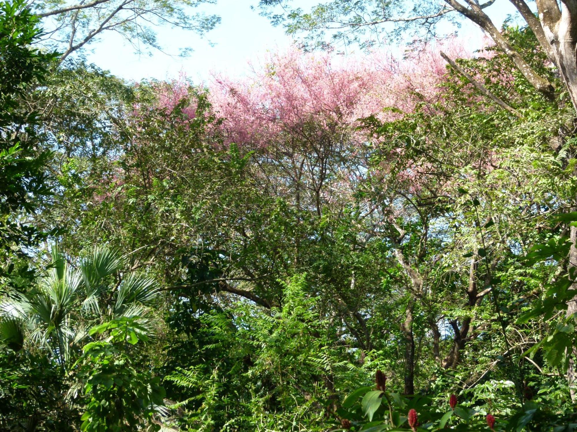 Apartamento Nicoya Silvestre Lepanto Exterior foto